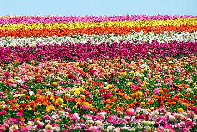 EXPO: La festa dei fiori