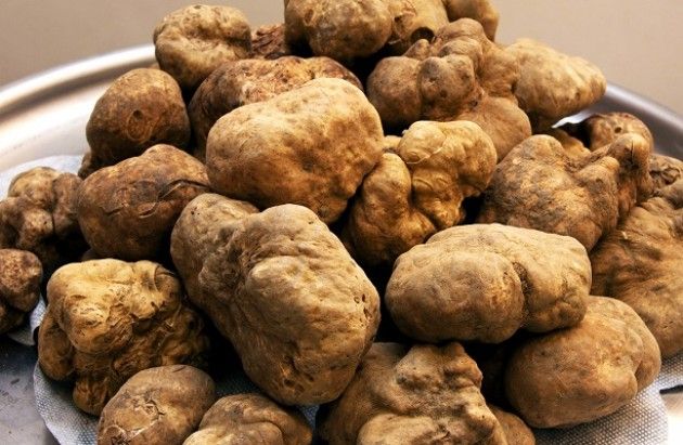 Stagione dei Tartufi. Consigli per gli acquisti