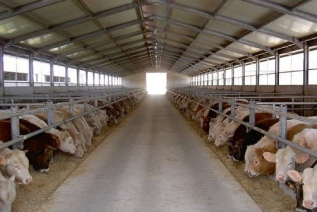 Latte, Coldiretti: vertice al Ministero contro il crollo prezzi e la crisi stalle