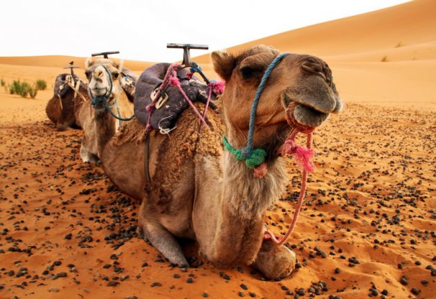 Marocco 40° Anniversario della liberazione pacifica del Sahara dalla presenza spagnola