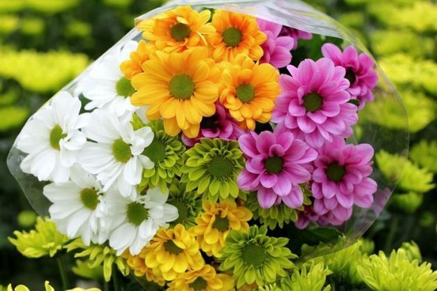 Ognissanti, Coldiretti Lombardia: inizia la corsa a piante e fiori