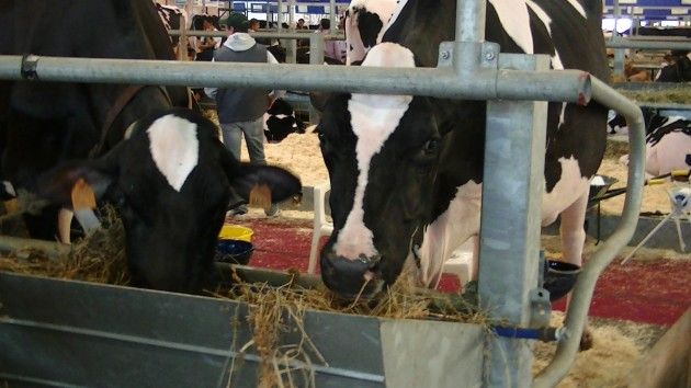 Le Fiere Zootecniche Internazionali di Cremona chiudono con 60.148 visitatori Un grande successo