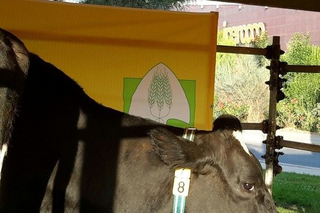 Coldiretti: ‘Latte straniero in tre cartoni su quattro, l’etichetta inganna’