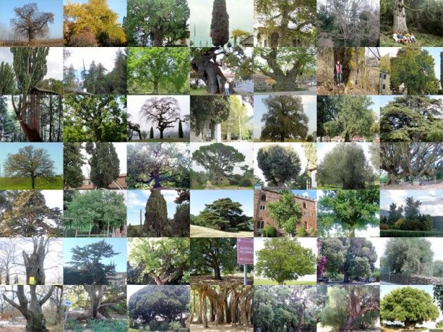 Alberi monumentali e non solo tra ricordi e speranze di Sante Gerelli