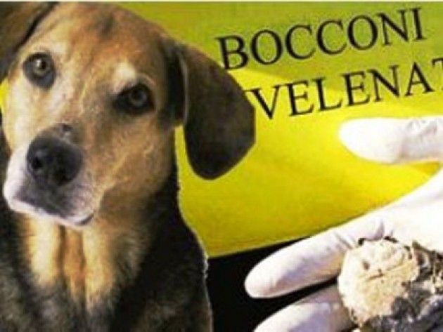 Al Migliaro di Cremona avvelenano i cani