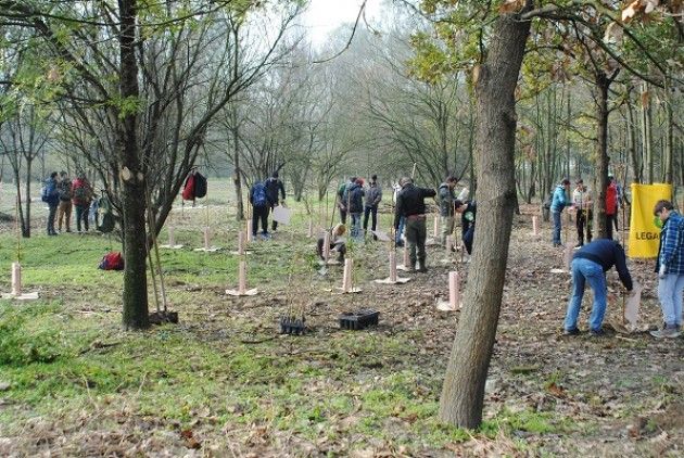  La Festa dell'albero mercoledì prossimo a Cremona. Alla media ‘Virgilio’ le piante in memoria di Lorenzo Corioni