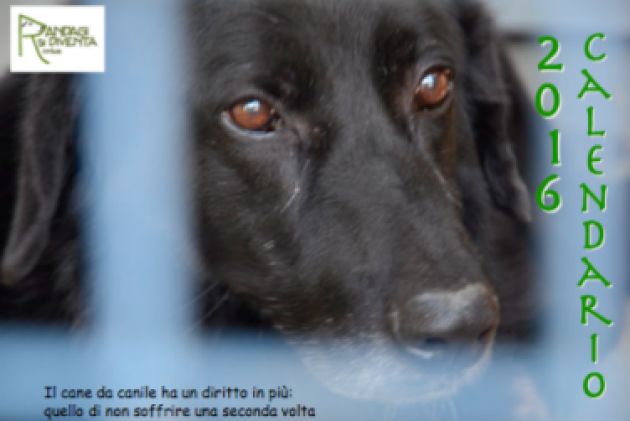 Associazione Randagi si Diventa, è arrivato il calendario benefico 2016