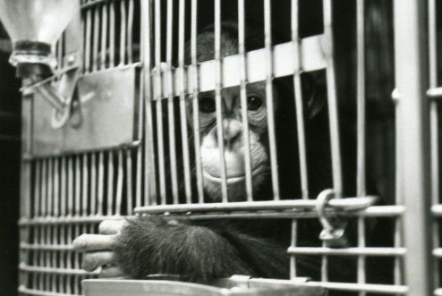 Stati Uniti, Istituto sulla Salute: stop alla ricerca biomedica sugli scimpanzé