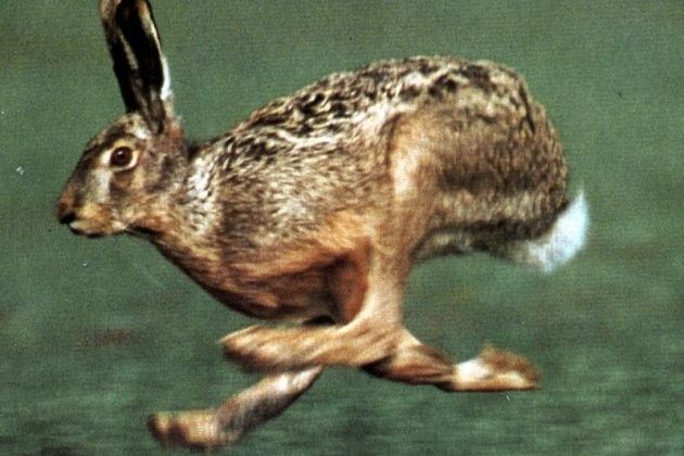 Caccia alla lepre in provincia di Cremona, chiusura anticipata al 30 novembre