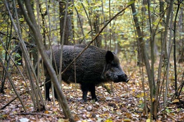 Caccia al cinghiale, l’Associazione Gabbie Vuote: ‘La verità ci rende liberi’