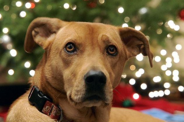 Fine anno, Movimento Antispecista: ‘Stop ai botti che terrorizzano gli animali’