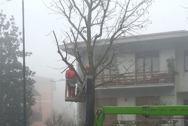 Al via il Piano invernale delle potature interventi in tutta Cremona