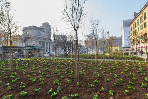 Un boschetto di 51 alberi in piazza Oberdan a Milano realizzato da Swatch