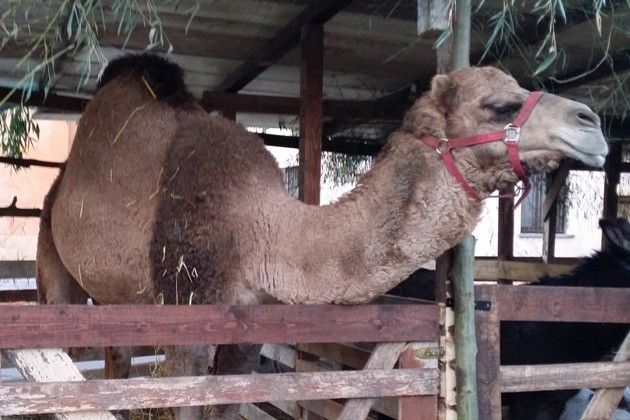 Presepe vivente a Palazzo Pignano (Cremona), la protesta in difesa degli animali