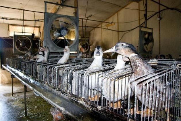 Foie gras #viadagliscaffali, Essere Animali contro il cibo basato sulla crudeltà