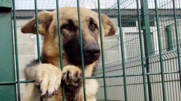 La Lega Nord interroga il sindaco di Cremona sulla gestione del ‘Rifugio del cane’