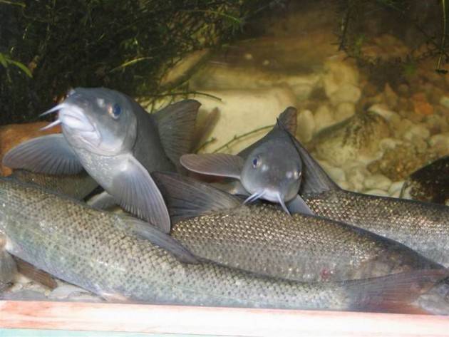 In visita all’acquario del Po di Motta Baluffi (Cremona)