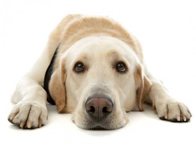 Lombardia - Fido, 1 famiglia su 3 ha un cane in casa