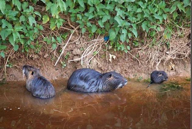 Lombardia, 1 nutria ogni 10 persone: record a Lodi, Mantova e Cremona