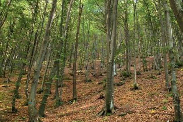 Pubblicato l’8° Rapporto sullo stato delle foreste in Lombardia