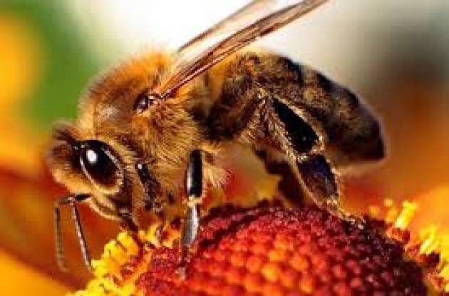 Bee my future: il progetto per salvare le api dall’estinzione