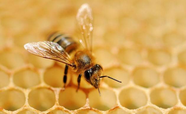 Bee my future: il progetto per salvare le api dall’estinzione