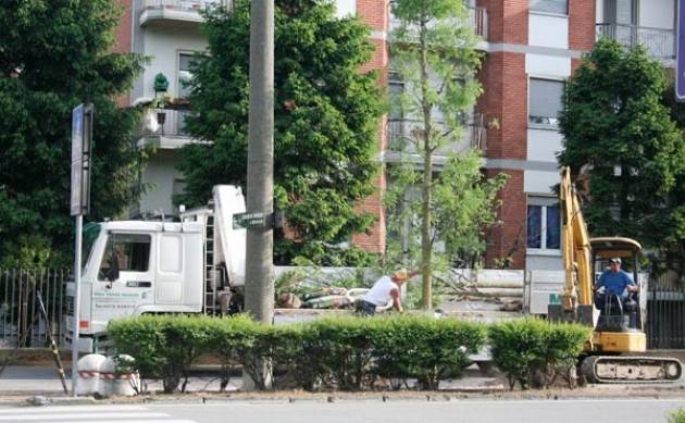 Aree verdi a Cremona, nuove piantumazioni in Viale Po e zona Castello