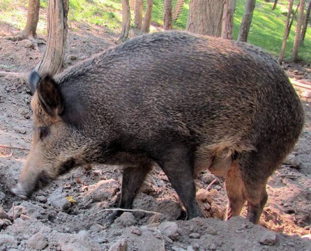 Casalmaggiore Sempre più allarme per i cinghiali in zona