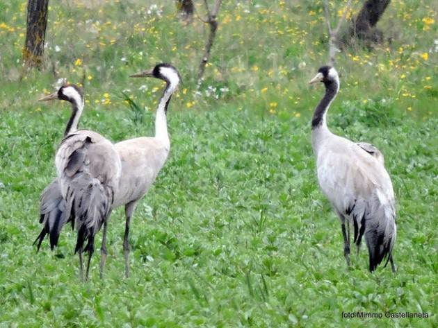 Tra Gussola e Torricella una  colonia di 65 esemplari di ‘gru’ sverna
