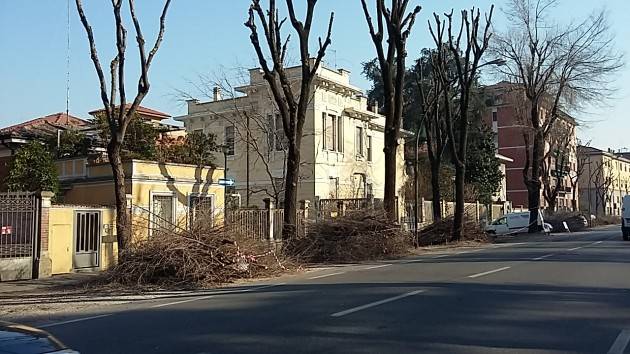 Cremona - Proseguono a pieno ritmo le potature nelle vie alberate