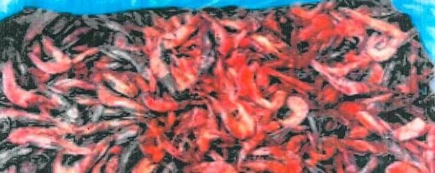 Bergamo - Maxi sequestro di cibo a Padova