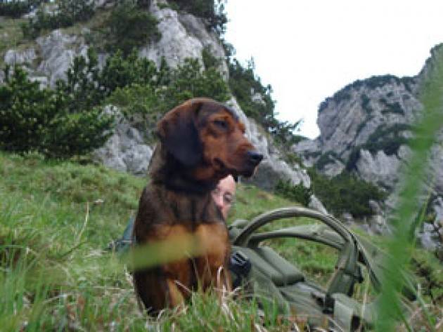 Varese - Aperte le iscrizioni ai corsi per conduttori di cani limieri e cani da recupero ungulati feriti