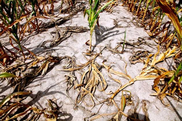 Coldiretti denuncia: inverno caldo e no piogge, siccità a caro prezzo