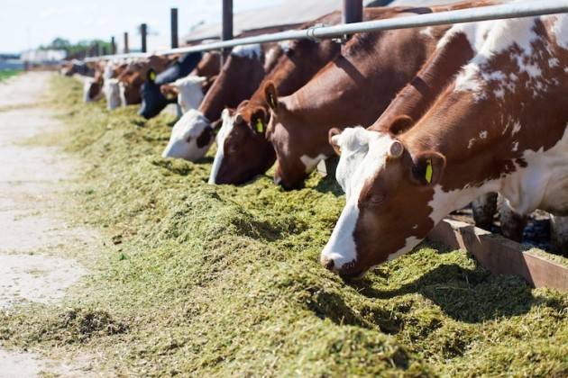 Energia, accordo sul taglio delle bollette: risparmi per 13 mila stalle lombarde