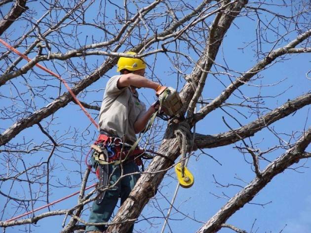 Cremona Manutenzione piante e riparazione strade nei prossimi giorni