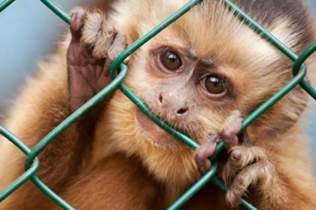 Comitato Scientifico Equivita: ‘Sperimentazione animale, rivoluzione alle porte’