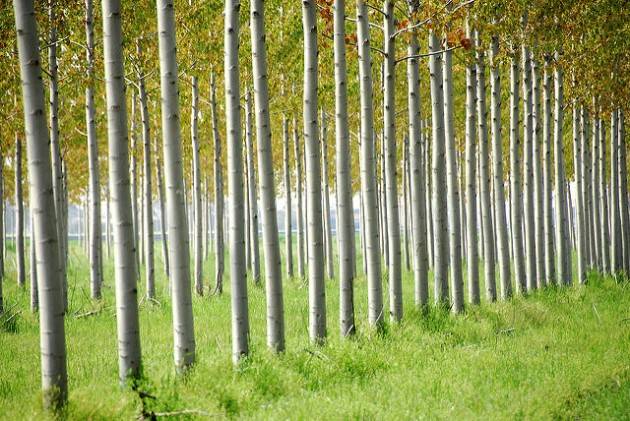 Cremona Altri progetti in ambito agricolo: rilancio delle antiche varietà e filiera del pioppo