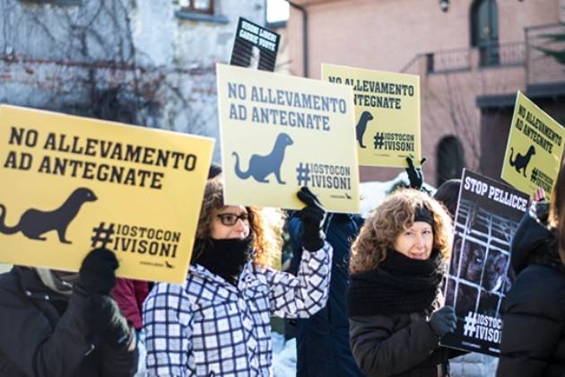 Mai più pellicce con i visoni dell’allevamento illegale di Antegnate (BG)