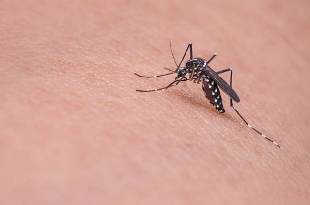 Virus Zika: infezione sul primo paziente slovacco a Presov