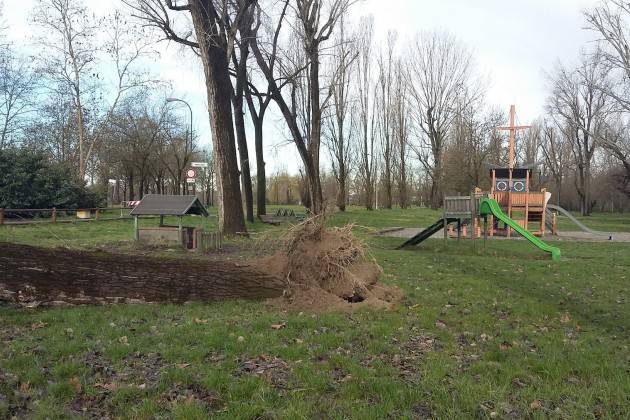 Cremona, vento e pioggia hanno causato danni al patrimonio arboreo