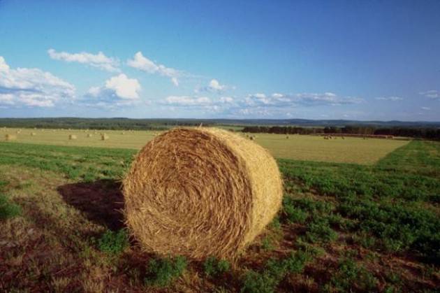 Agroalimentare italiano: il volano della ripresa