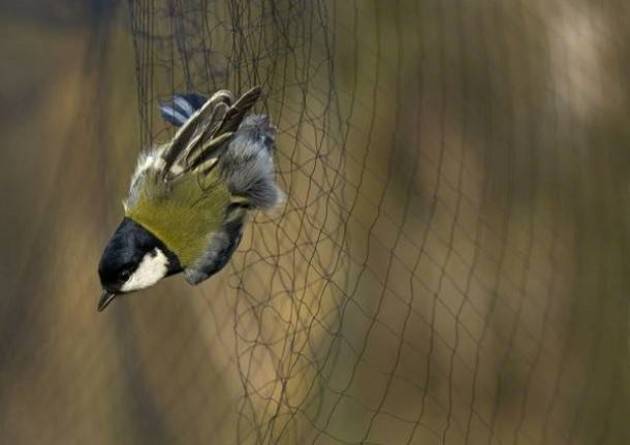  Varese - Operazione antibracconaggio a Bodio Lomnago