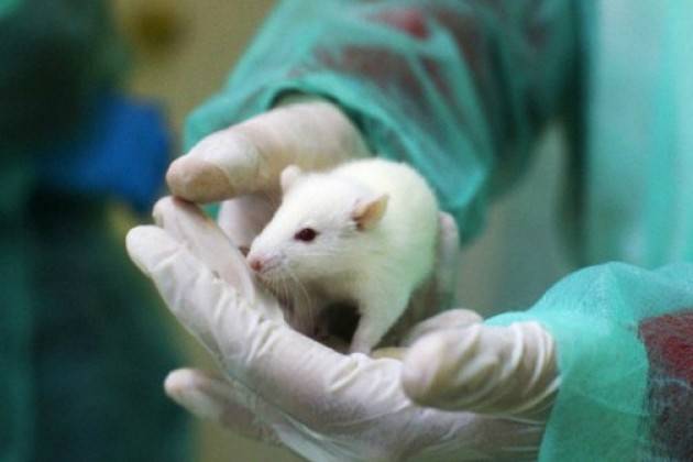5 Stelle, a Roma un convegno internazionale contro la sperimentazione animale