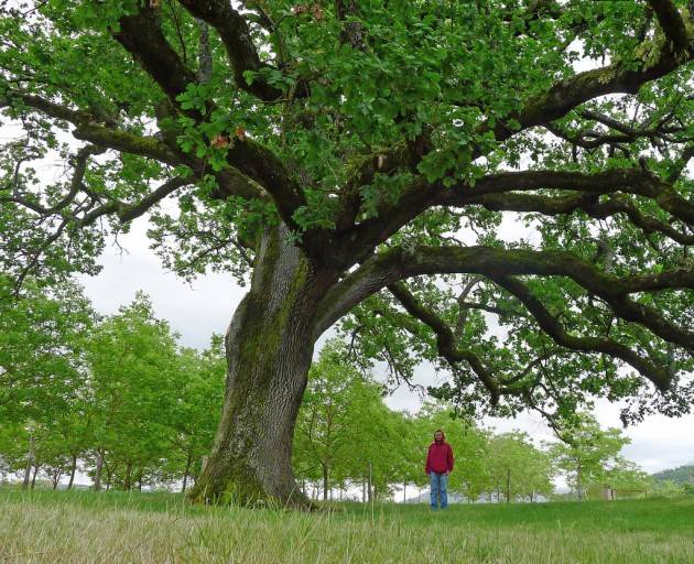 Monza - Nuove querce per il parco
