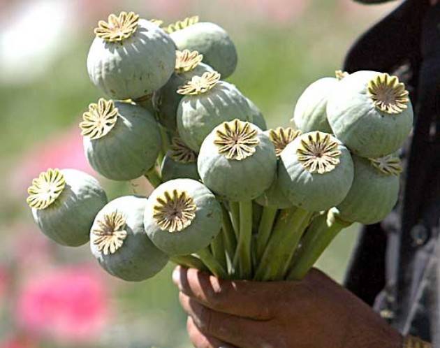 Mondo - Oppio afghano