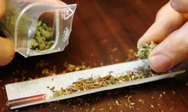 Cannabis legale un business