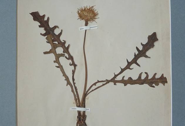 Inaugurata al Museo Civico di Storia Naturale la mostra ‘ Fiori e paesaggio’  
