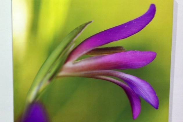 Inaugurata al Museo Civico di Storia Naturale la mostra ‘ Fiori e paesaggio’  