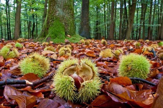 Dall'1 al 23 aprile all'orto Botanico di Bergamo corso gratuito di Castanicultura
