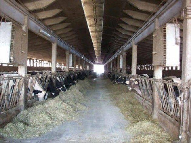 Latte, scatta il piano salva stalle